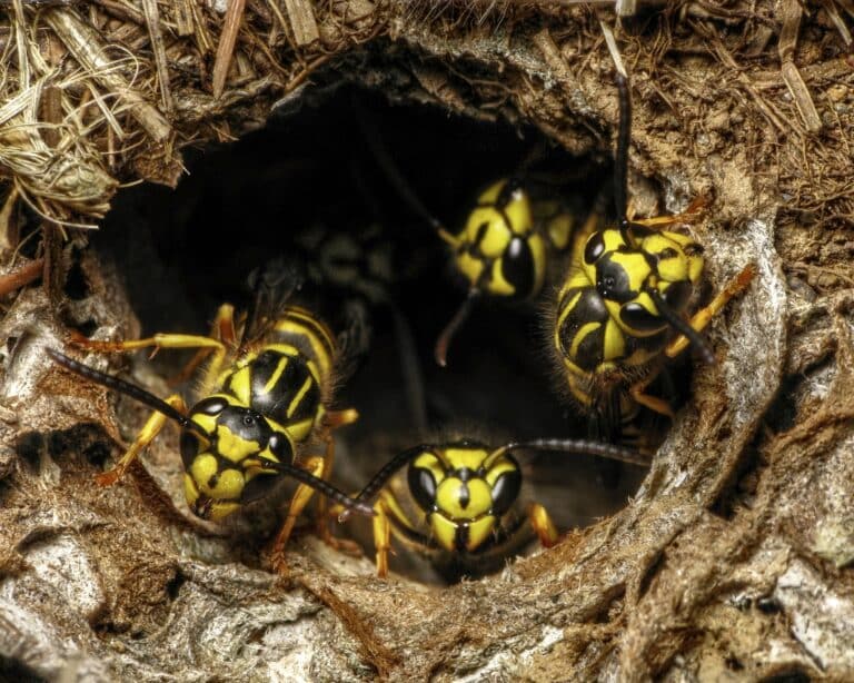 Park Pest Control in North Carolina and South Carolina