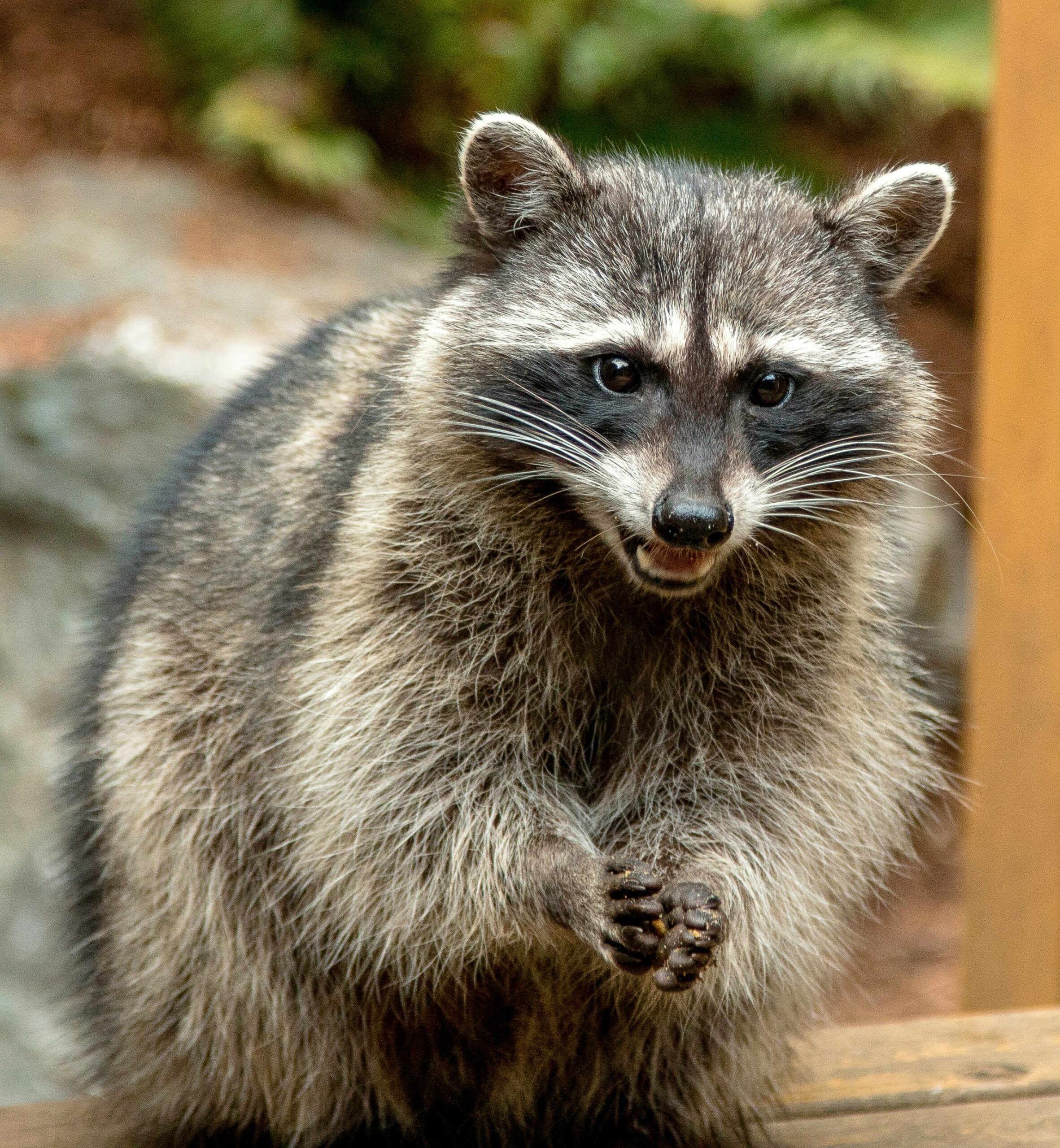 Raccoon prevention and control in North Carolina and South Carolina