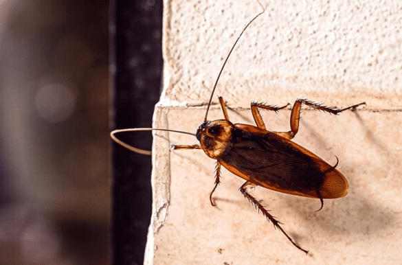 american cockroach anticimex carolinas cockroach control