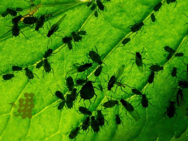 Garden Pest Control solutions can help protect your plants from aphids