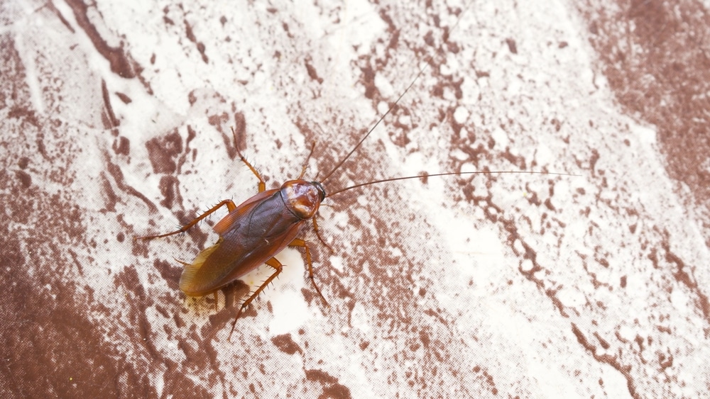 asian cockroach anticimex carolinas cockroach control