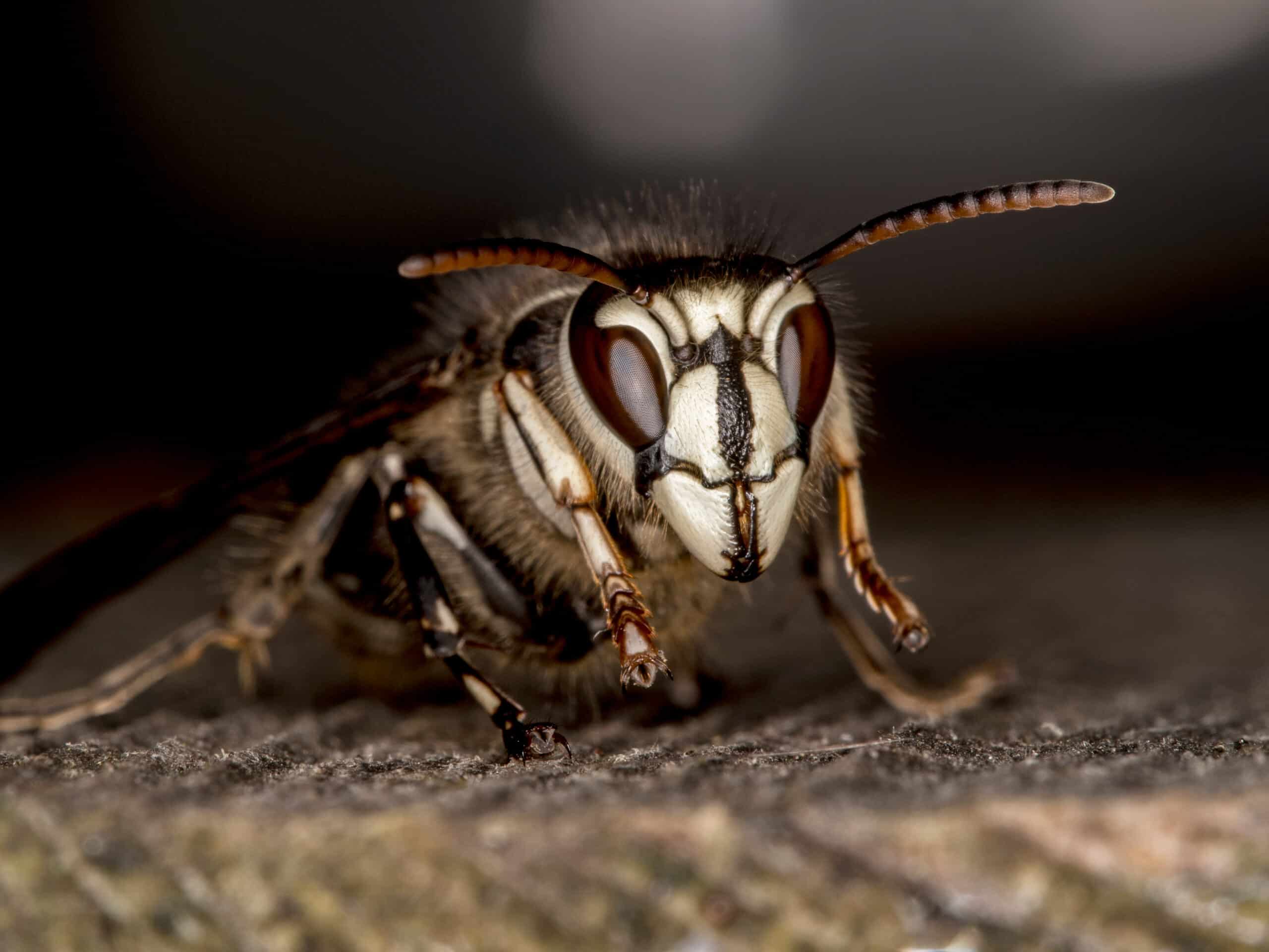 Bald Faced Hornet