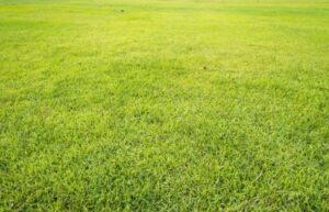 best-lawn-care-killingsworth-environmental-charlotte