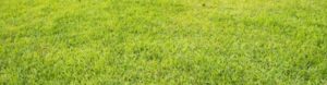 best lawn care