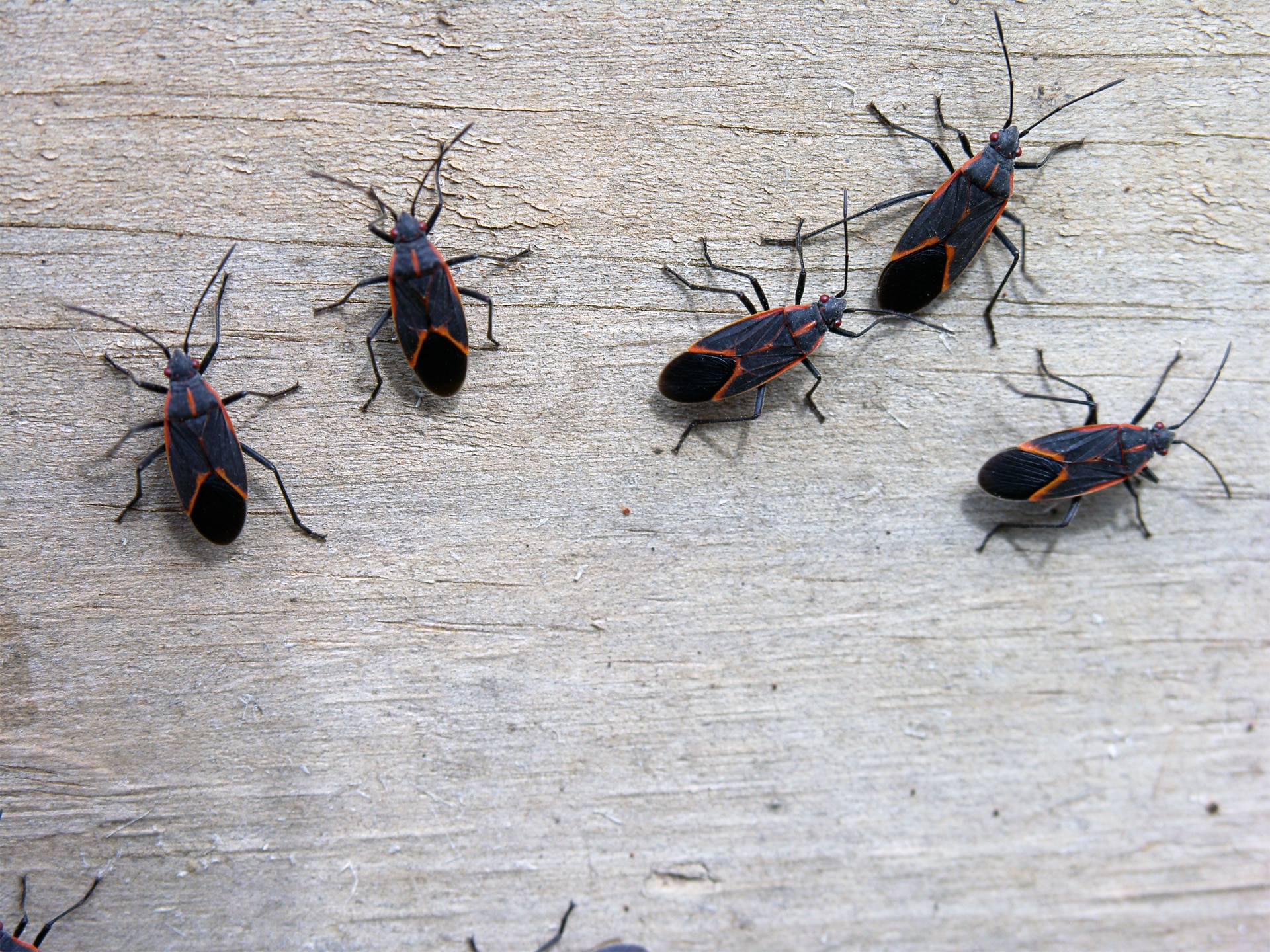 Box elder bug exterminator in NC and SC
