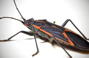 Boxelder Bug control in North and South Carolina