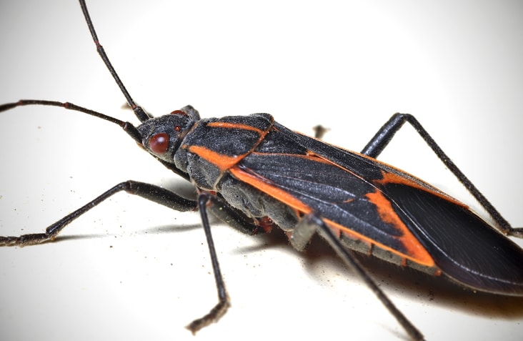 Boxelder Bug control in North and South Carolina