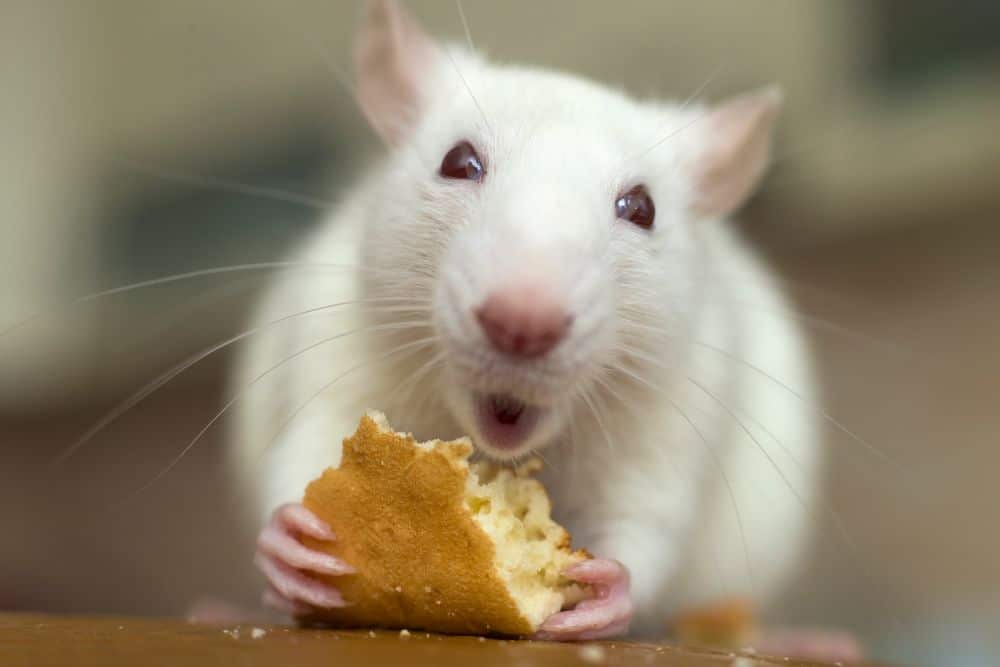 Rat Eating Bread - Food Distribution Pest Control in North Carolina and South Carolina