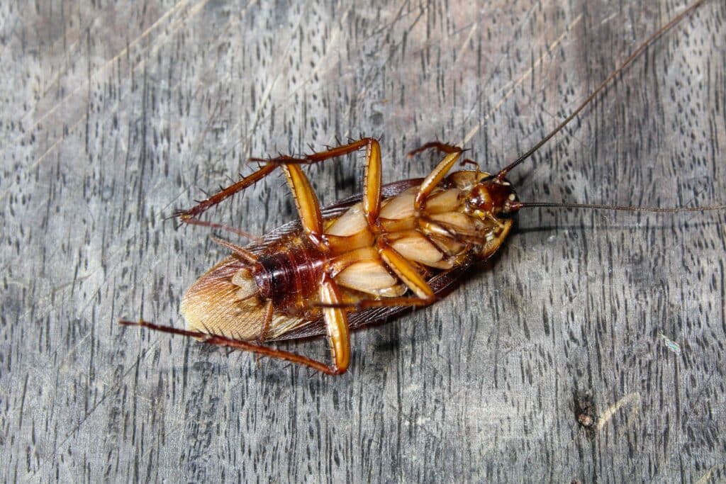 Cockroach control in North Carolina and South Carolina