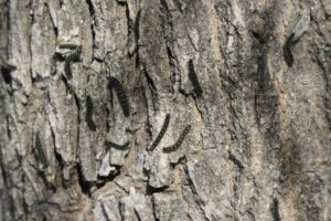 canker-worms-tree