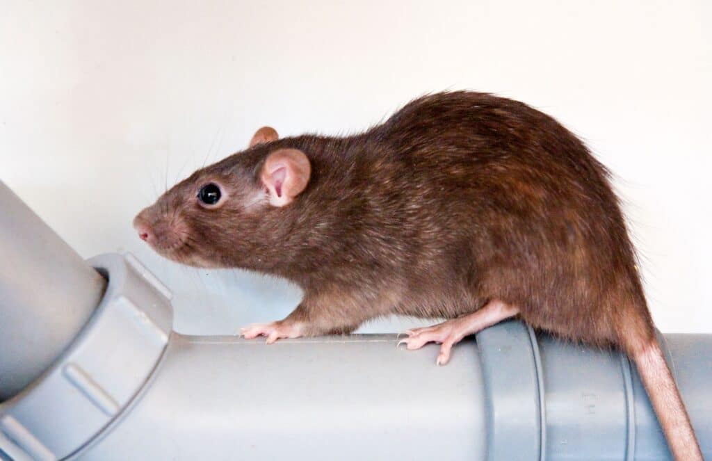 Factory Rodent Control