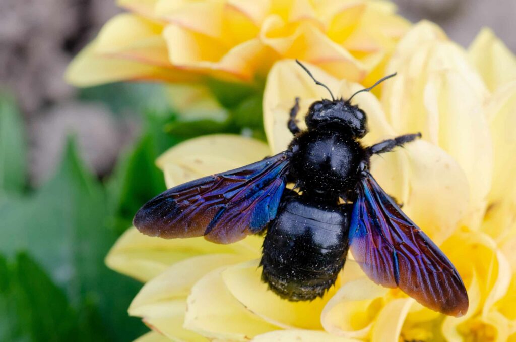 closeup of a carpenter bee on a yellow flower