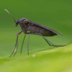 Dark Fungus Gnat control in North Carolina and South Carolina