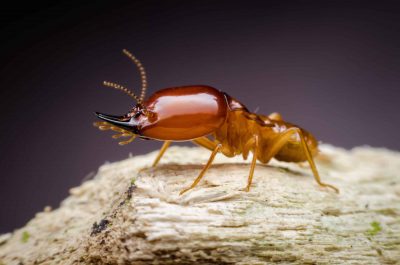 Super,Macro,Danger,Termite,On,Wood Formosan Termites - Anticimex Carolinas Pest Control