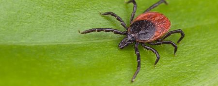 TICKS_1064_423 TICKS_1064_423