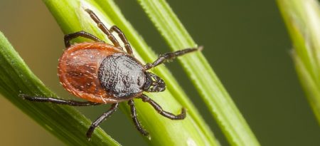 TICKS_1064_487
