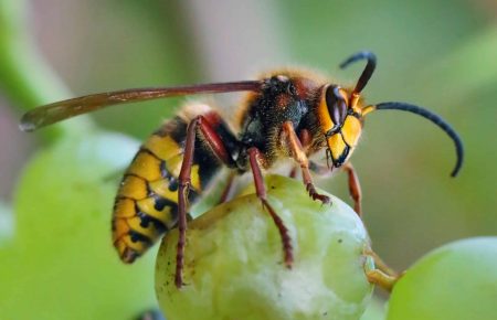 European,Hornet,,Hornet,,Wasp,In,Green,Nature Yellow Jacket Exterminator in North Carolina and South Carolina