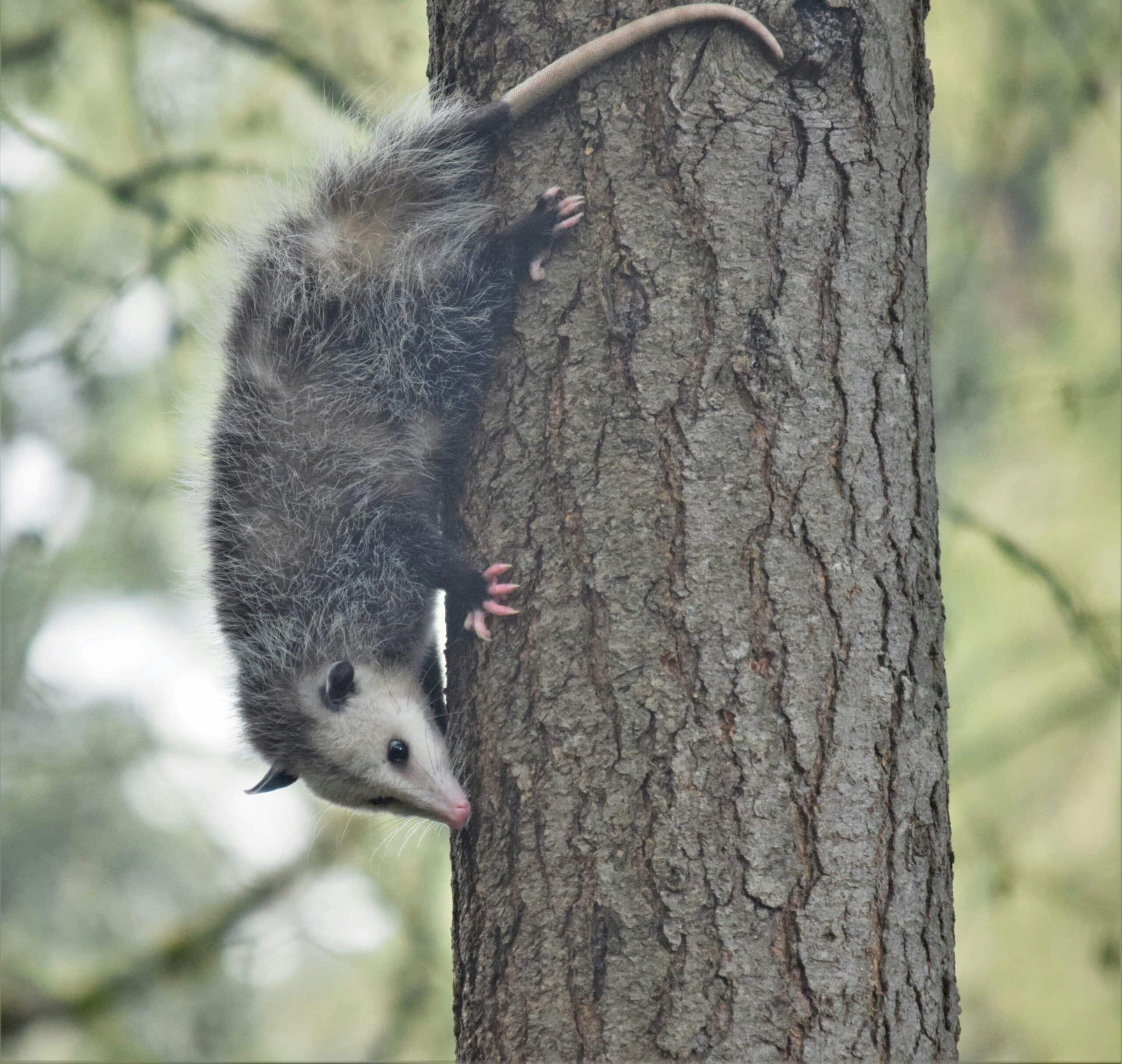Opossum and possum control in North and South Carolina with AXCarolinas