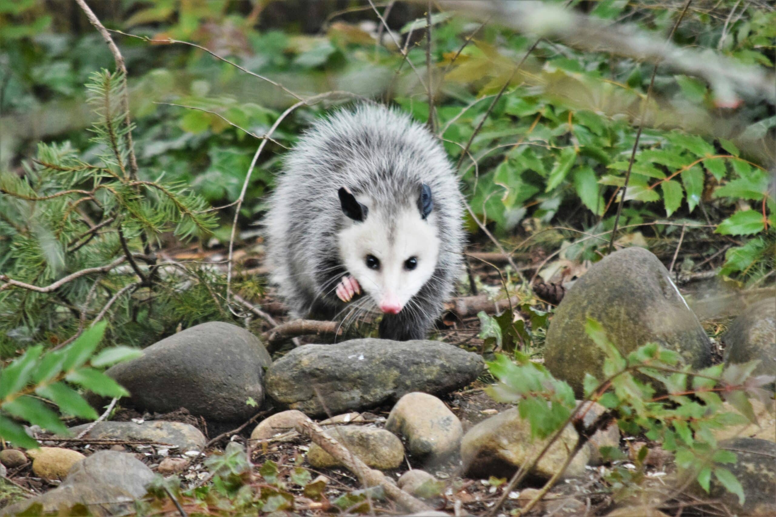 Opossum control and prevention in North and South Carolina