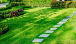 freshly-cut-grass-green-lawn-killingsworth-environmental-charlotte-nc-e1536872863129-1