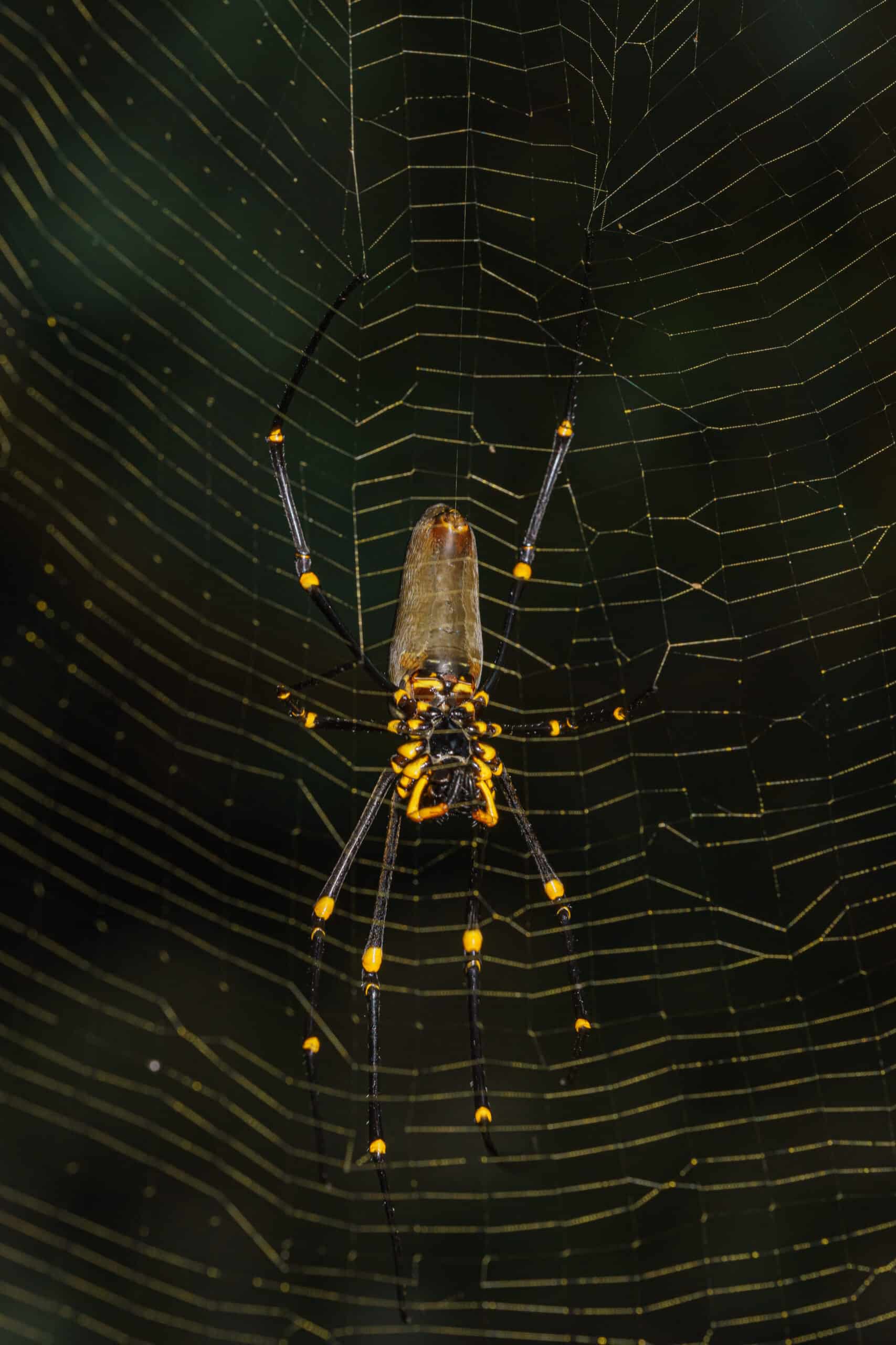 Get Rid of Spiders in North Carolina and South Carolina