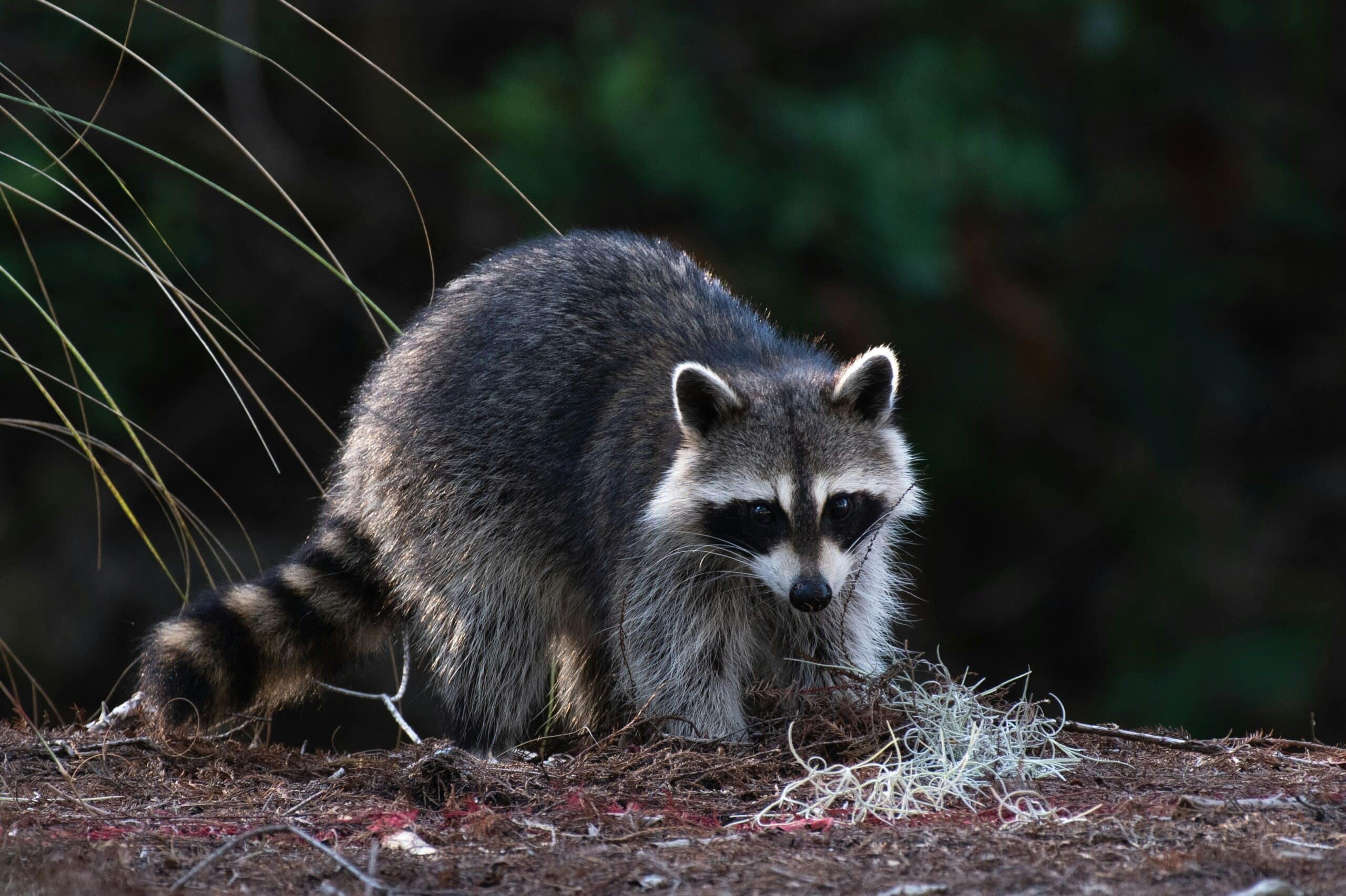 Raccoon Control in North and South Carolina