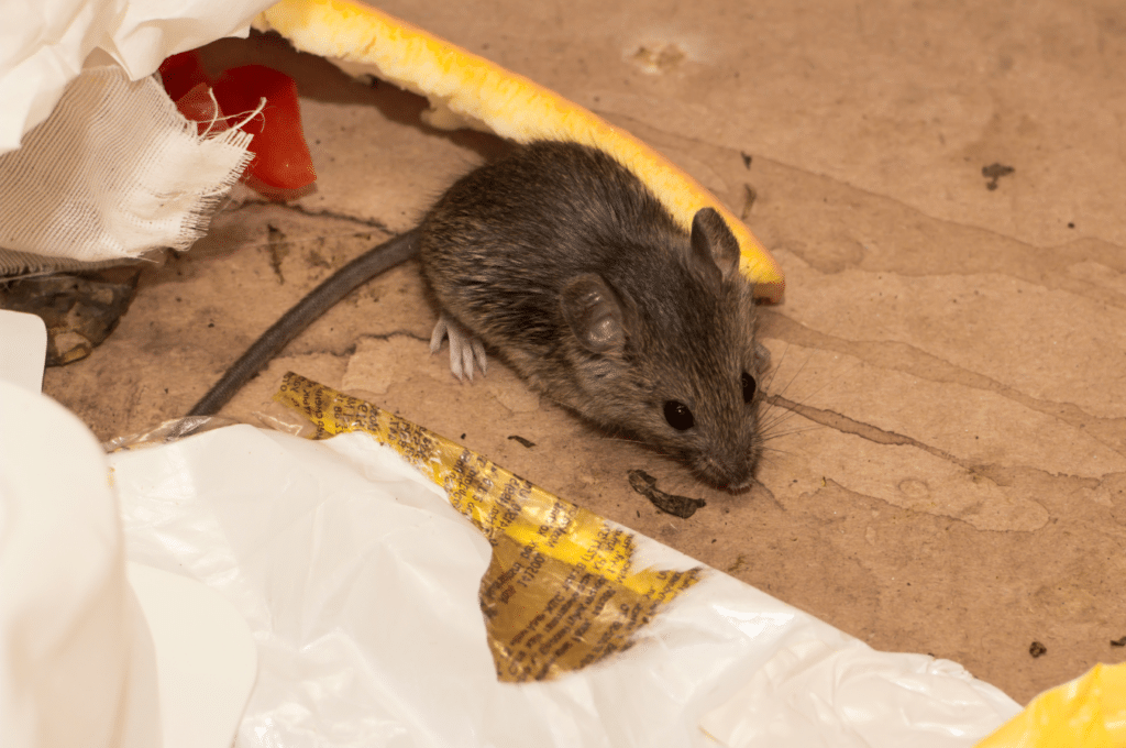 house mouse anticimex carolinas mice control