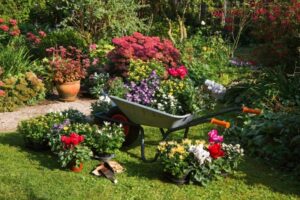 how to care for your flowers this spring killingsworth environmental charlotte