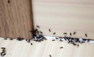 killingsworth-ant-invasion
