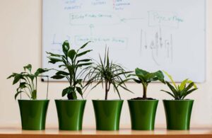 killingsworth-benefits-of-office-plants