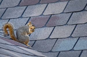 killingsworth-environmental-5-ways-homeowners-keep-squirrels-away