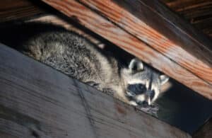 Raccoons in the Attic - Anticimex Carolinas Pest Control