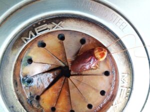 killingsworth-environmental-drain-bug