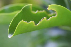 killingsworth environmental lawn and garden pest eating plants