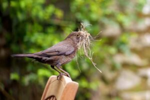 killingsworth-guide-to-bird-deterrence