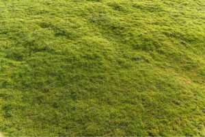 killingsworth-level-a-bumpy-lawn