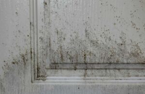 killingsworth-mold-or-mildew