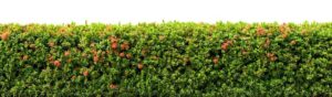 killingsworth-natural-plant-fencing