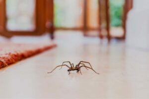 killingsworth-spider-facts