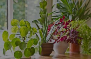 killingsworth-what-pests-harming-houseplants