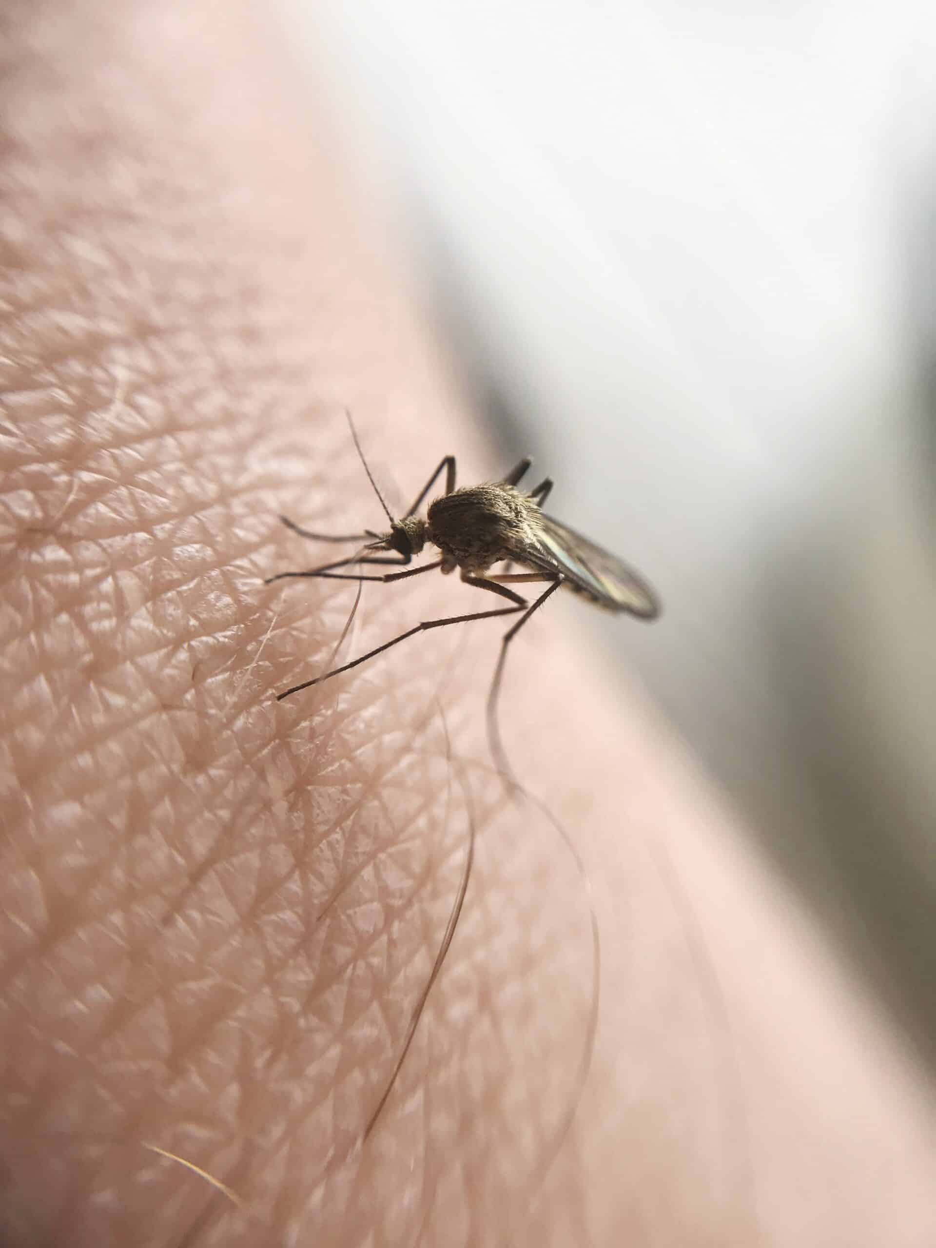 Mosquito control in Charolotte, North Carolina