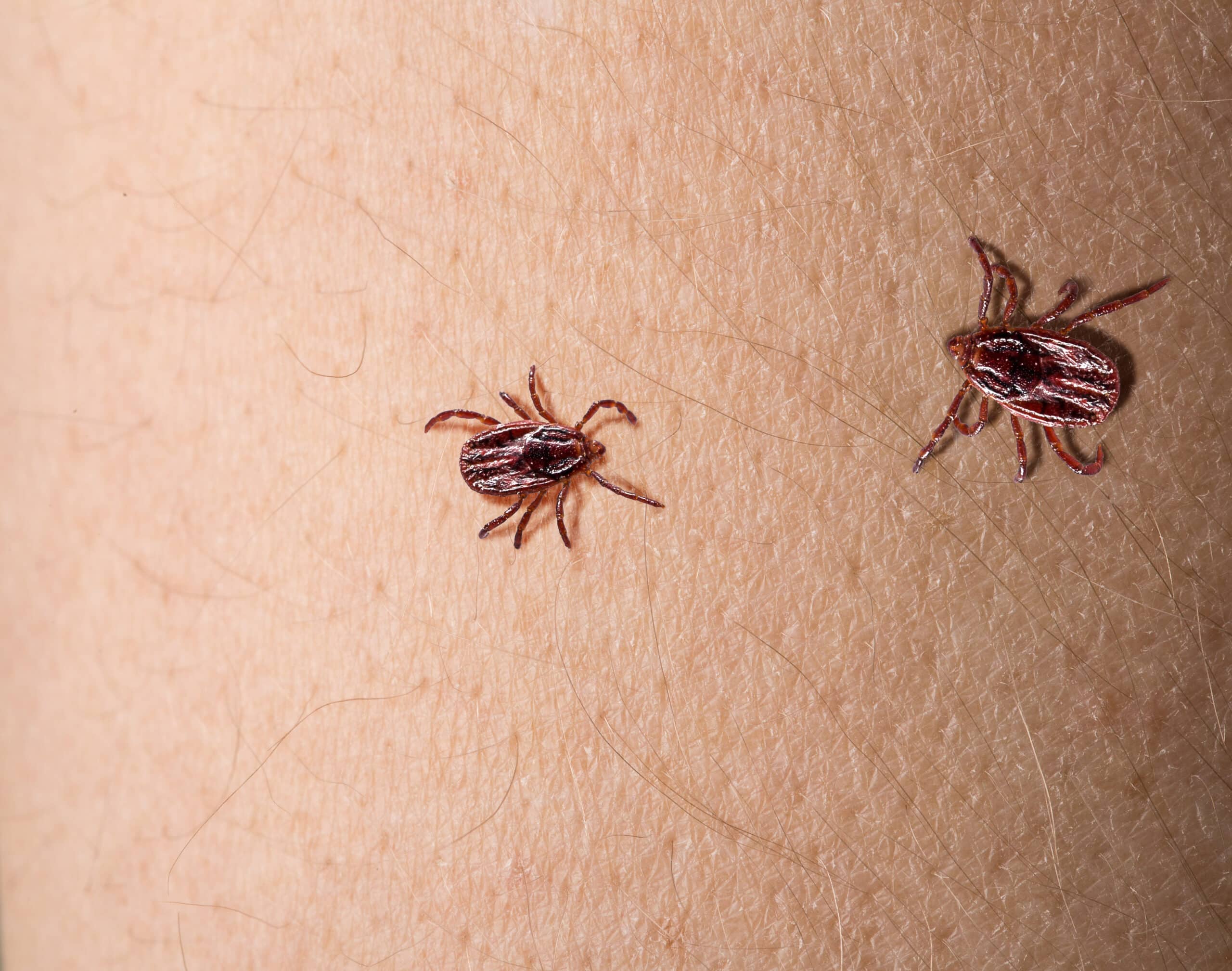 Tick control in Waxhaw, NC