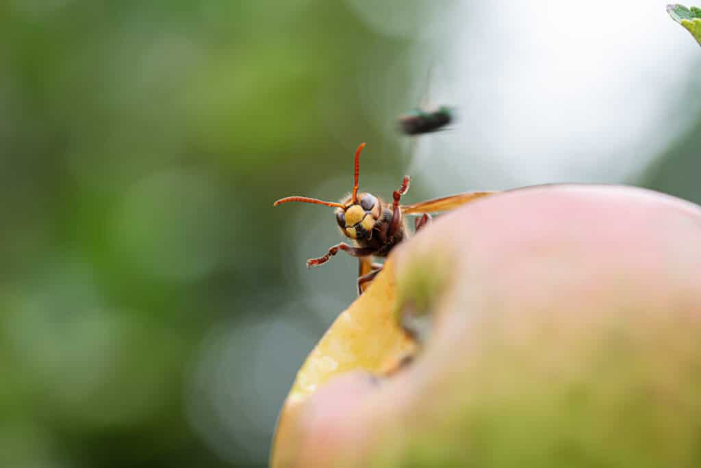 School Pest Control in North Carolina and South Carolina