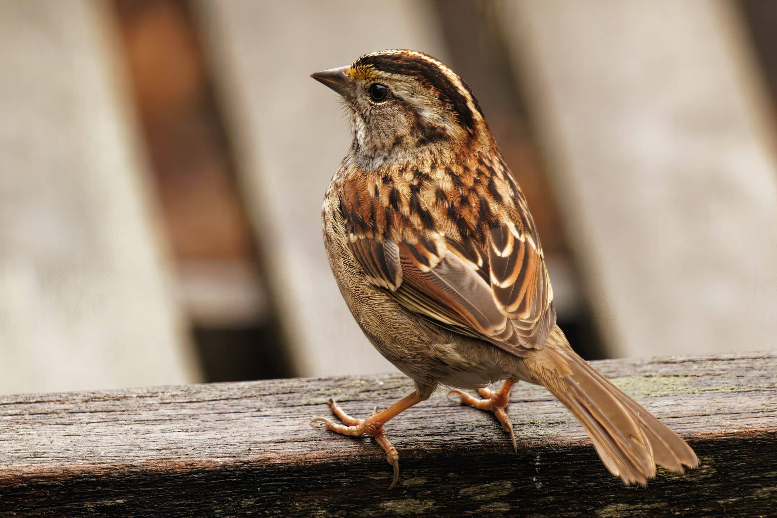 Accurate and pro-active bird control in North and South Carolina