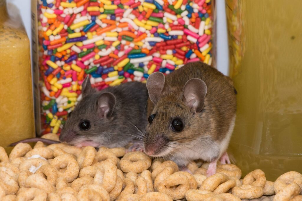 Mouse Infestation