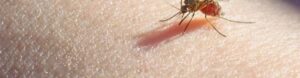 mosquito problem