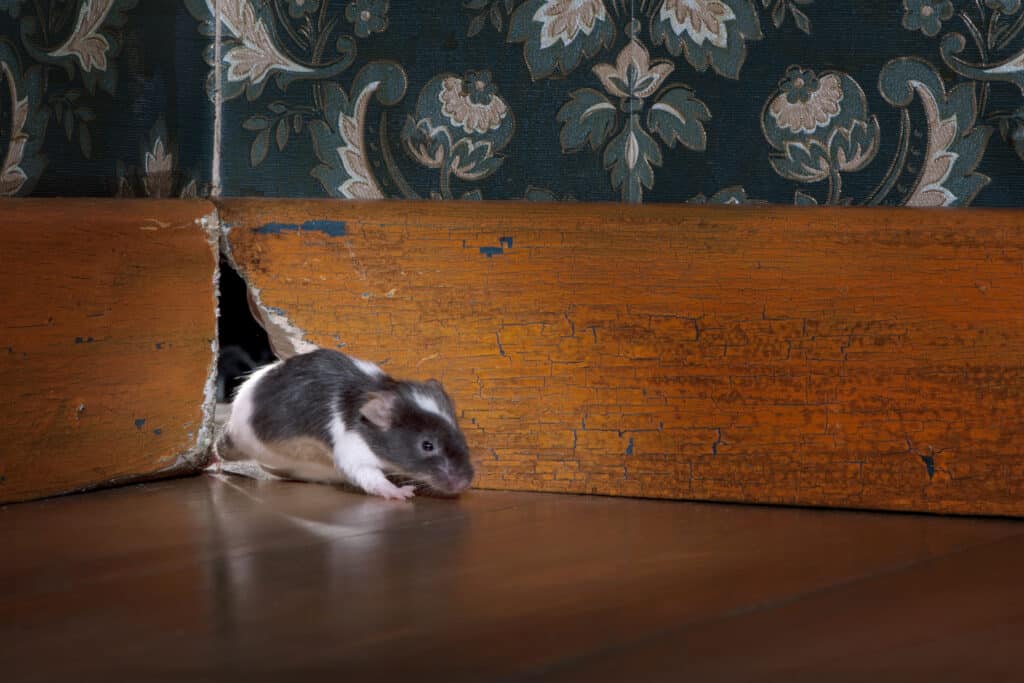 Mice in your home can be a vector for transmission of Hantavirus - Anticimex Carolinas Pest Control