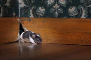 Mice in your home can be a vector for transmission of Hantavirus - Anticimex Carolinas Pest Control
