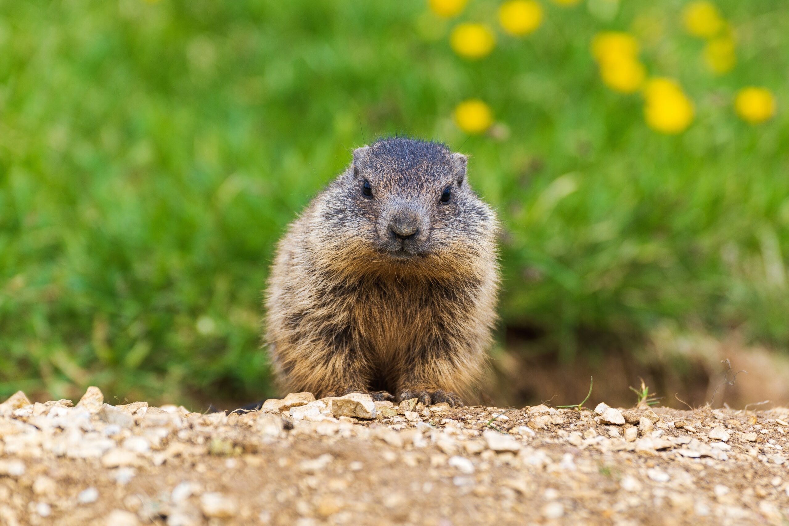 Groundhog control in North and South Carolina