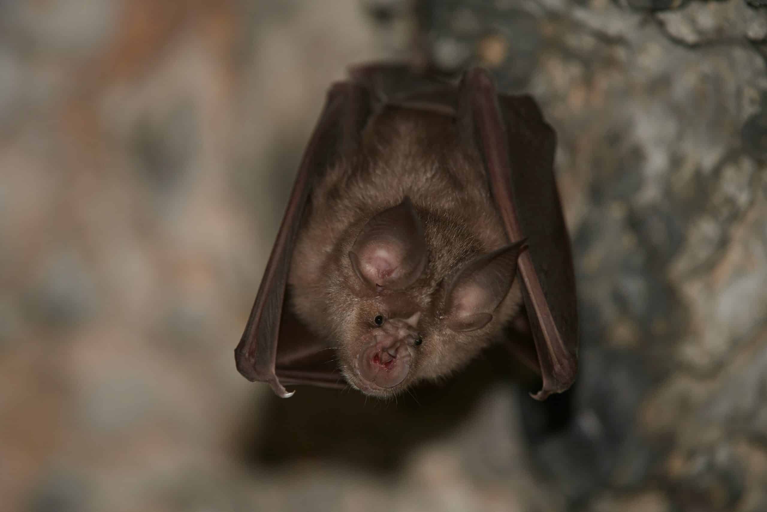 Bat Control and Trapping in North Carolina and South Carolina